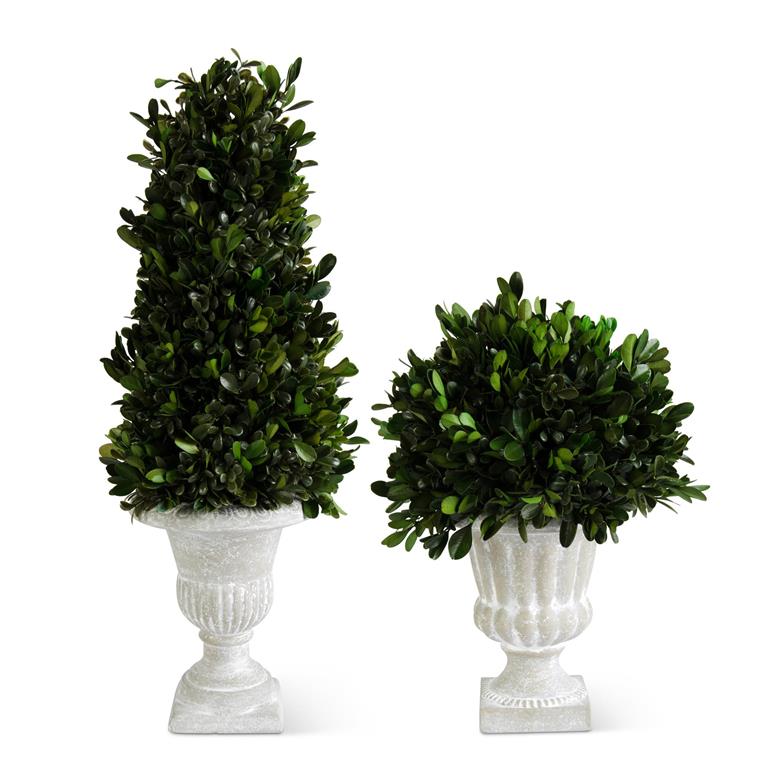 Boxwood in Gray Wash Urn