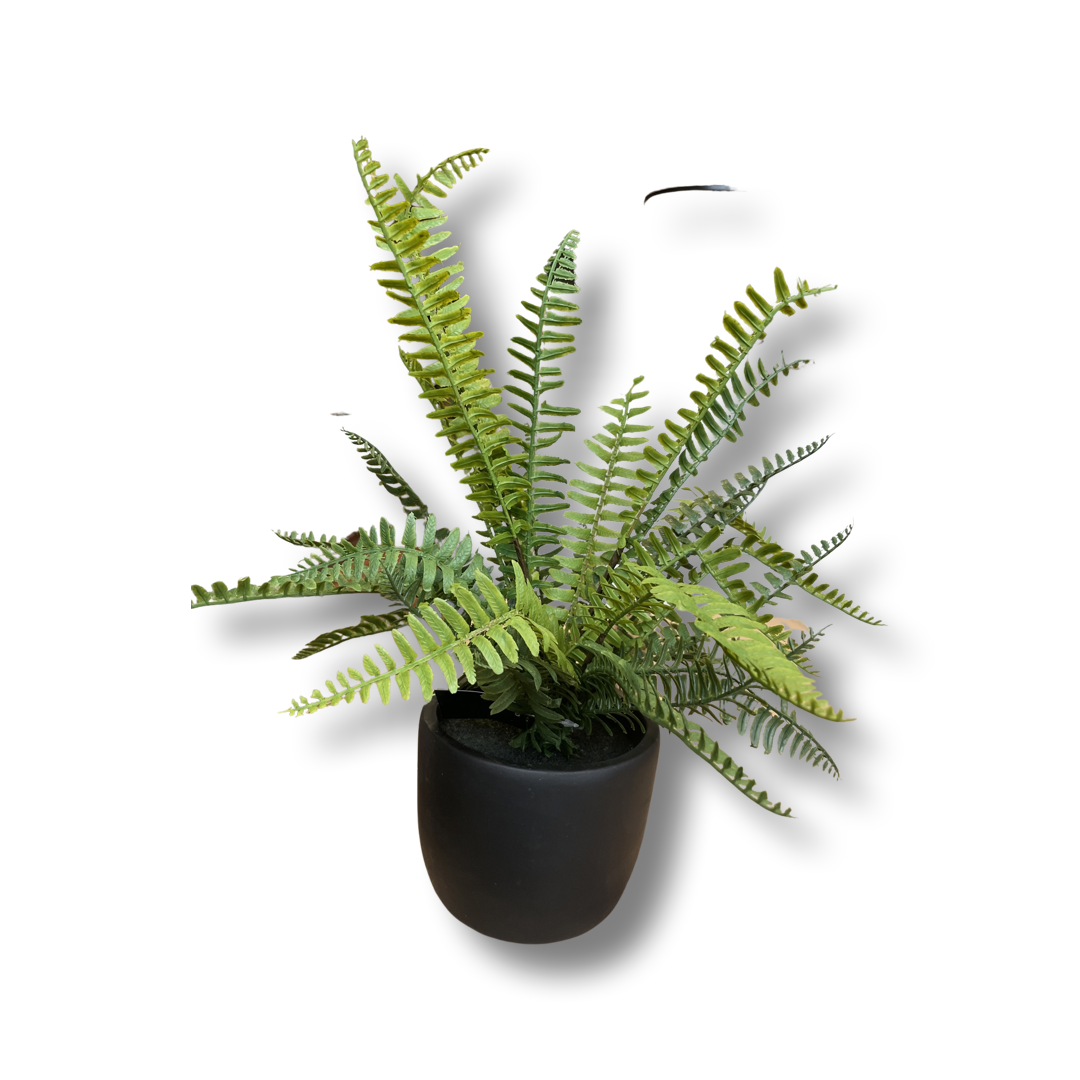 15" Fern in Black Pot Claire & Schuster